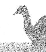 emus ਛਪਣਯੋਗ ਰੰਗਦਾਰ ਪੰਨੇ
